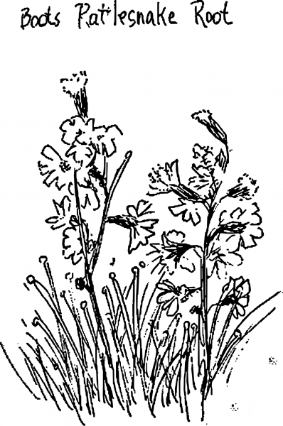 Vintage Boots Rattlesnake Root coloring page image