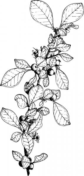 Vintage Boxbriar coloring page image