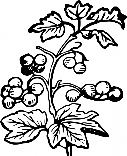 Vintage Branch and Berries coloring page image
