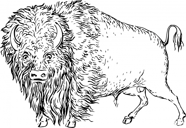 Vintage Buffalo coloring page image