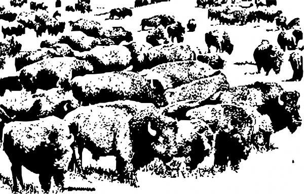 Vintage Buffalo Herd coloring page image