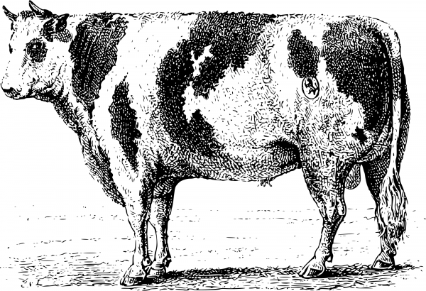 Vintage Bull coloring page image