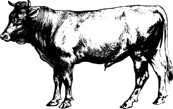 Vintage Bull coloring page image