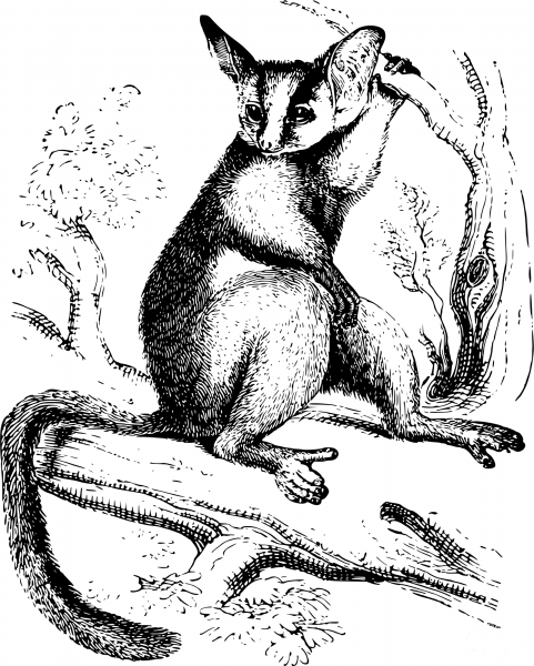Vintage Bushbaby coloring page image