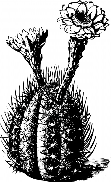 Vintage Cactus coloring page image