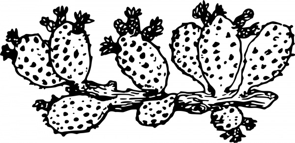Vintage Cactus coloring page image