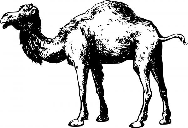 Vintage Camel coloring page image