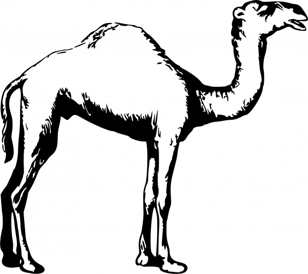 Vintage Camel coloring page image