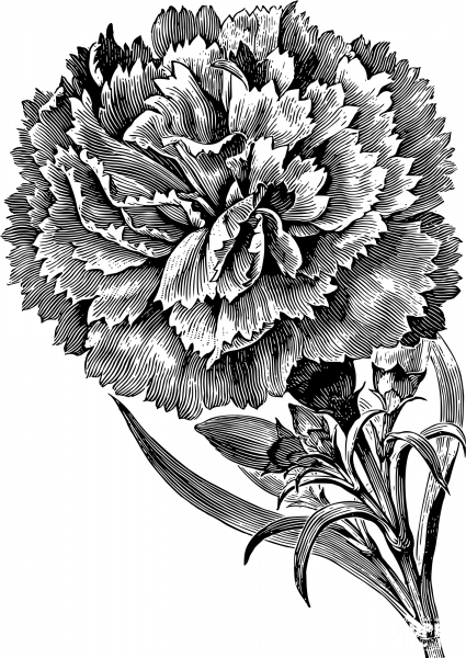 Vintage Carnation coloring page image