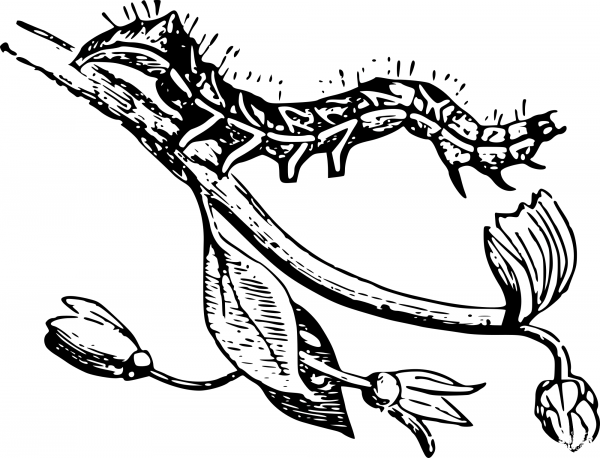 Vintage Caterpillar on a Branch coloring page image