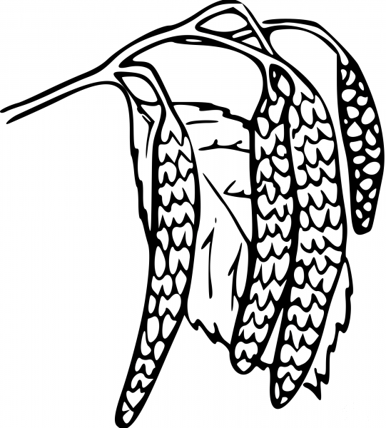 Vintage Catkin coloring page image