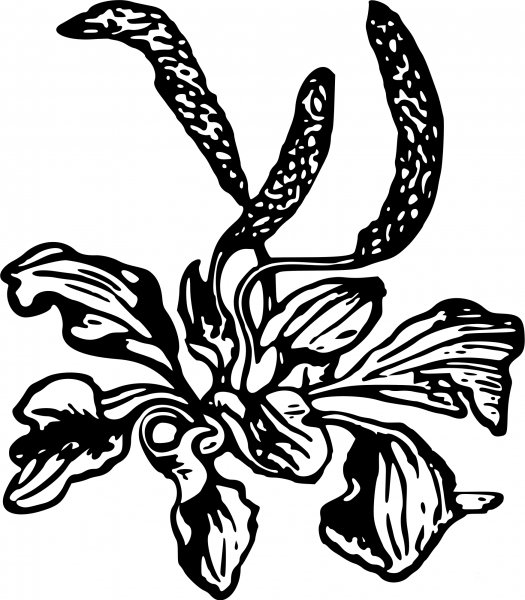 Vintage Catkin coloring page image