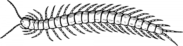 Vintage Centipede coloring page image
