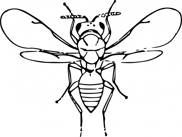 Vintage Chalcidfly coloring page image