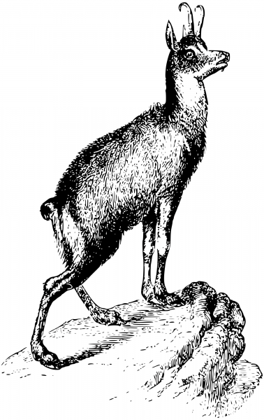 Vintage Chamois coloring page image