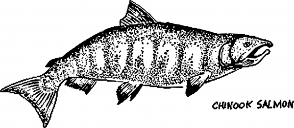 Vintage Chinook Salmon Mapitize coloring page image