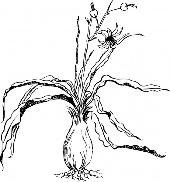 Vintage Chlorogalum coloring page image