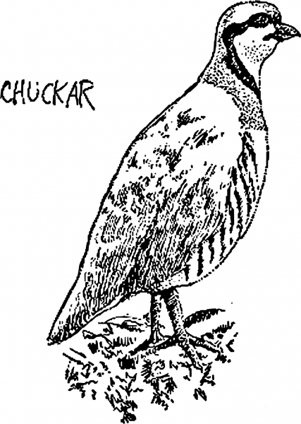Vintage Chuckar coloring page image
