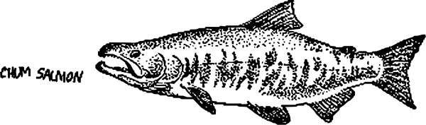 Vintage Chum Salmon Mapitize coloring page image