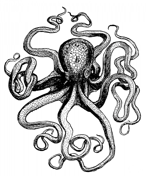 Vintage Classic Octopus coloring page image