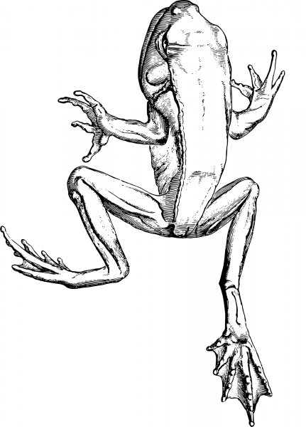 Vintage Clinotarsus coloring page image