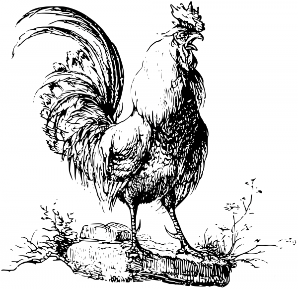 Vintage Cockeral coloring page image