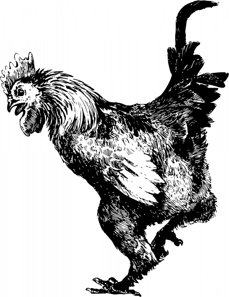 Vintage Cockeral coloring page image