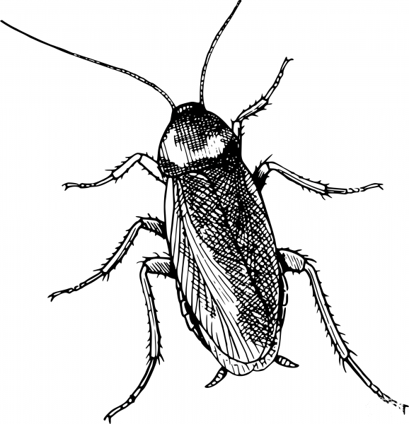Vintage Cockroach Top View coloring page image