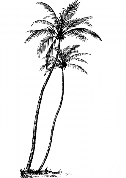 Vintage Coconut Palm coloring page image
