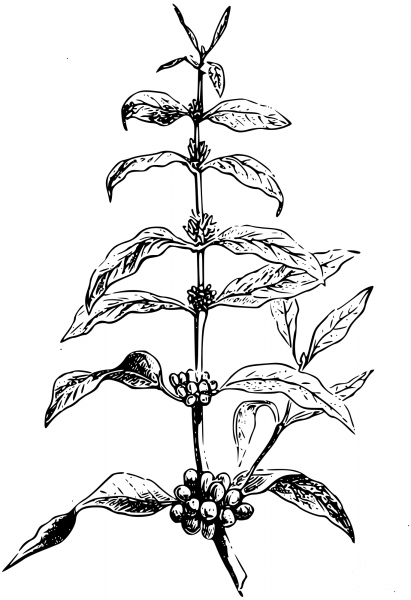 Vintage Coffea Plant coloring page image