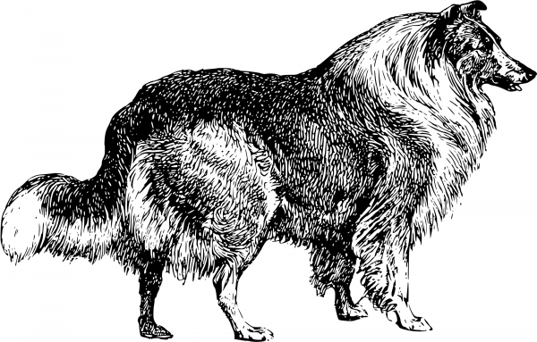 Vintage Collie coloring page image