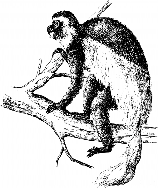Vintage Colobus Monkey coloring page image