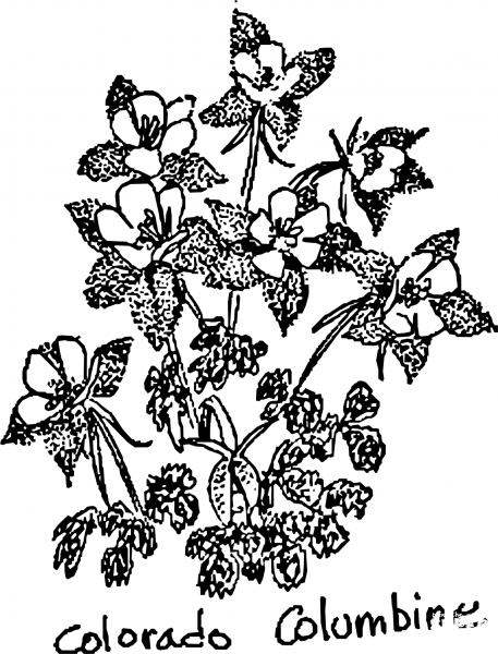 Vintage Colorado Columbine coloring page image