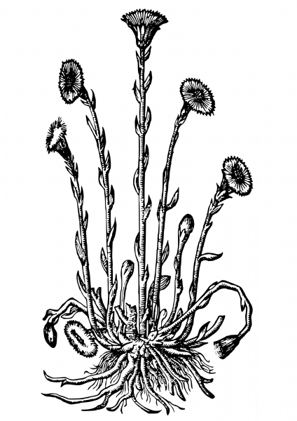 Vintage Coltsfoot coloring page image