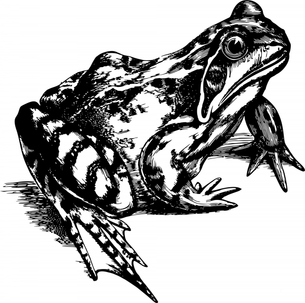 Vintage Common Frog coloring page image