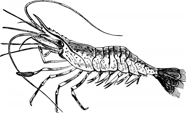 Vintage Common Prawn coloring page image