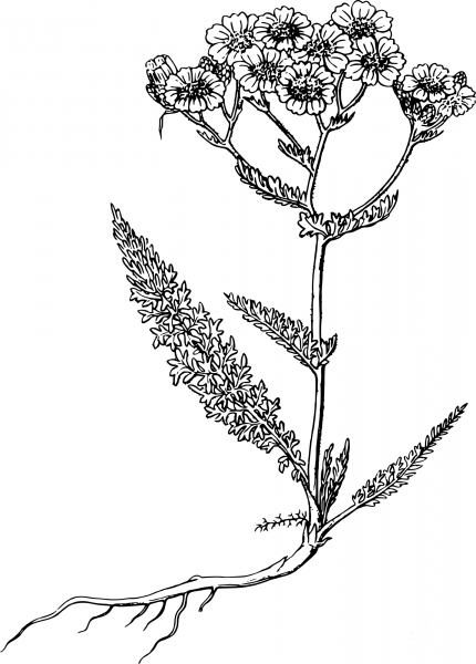 Vintage Common Yarrow coloring page image