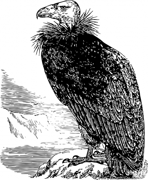 Vintage Condor coloring page image