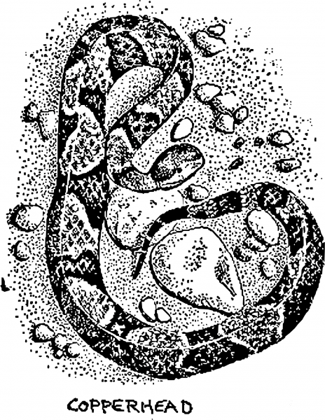 Vintage Copperhead Snake coloring page image