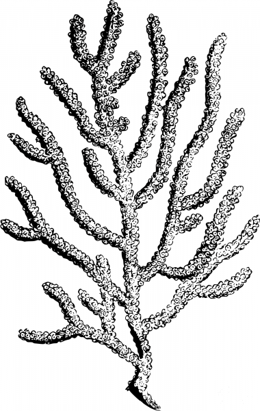 Vintage Coral coloring page image