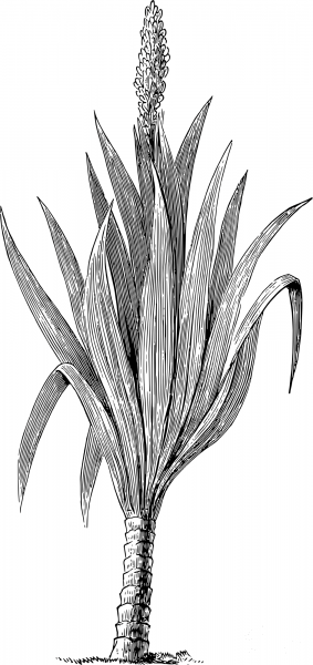 Vintage Cordaites Borassifolia coloring page image