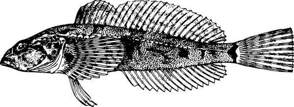 Vintage Cottus Evermanni coloring page image
