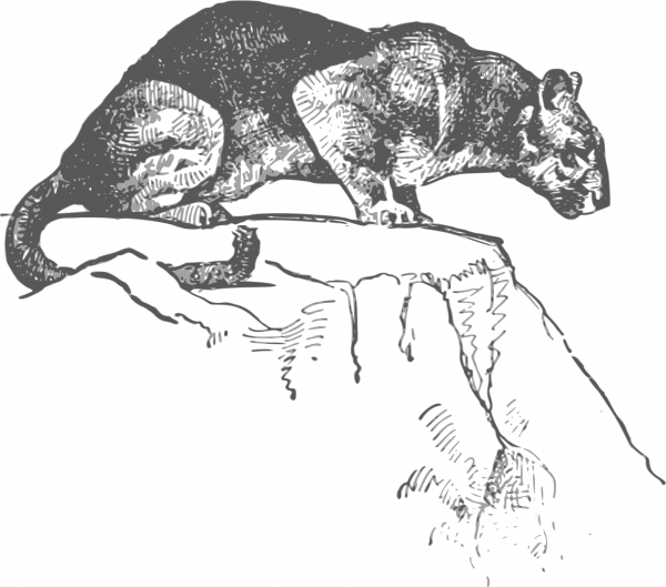 Vintage Cougar coloring page image