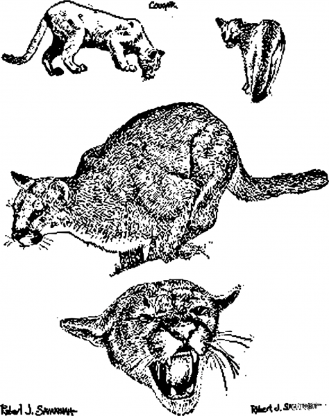 Vintage Cougars coloring page image