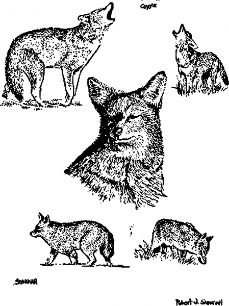 Vintage Coyotes coloring page image