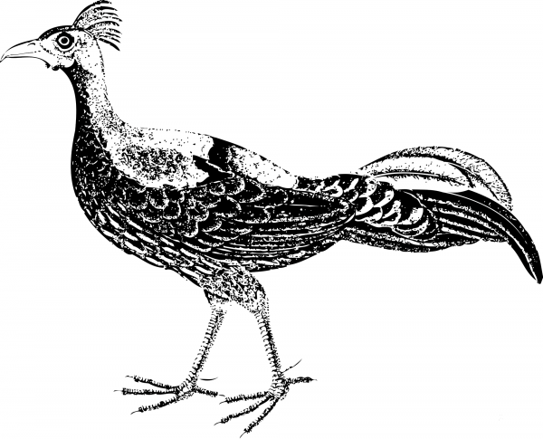 Vintage Crested Fireback Pheasant Black coloring page image
