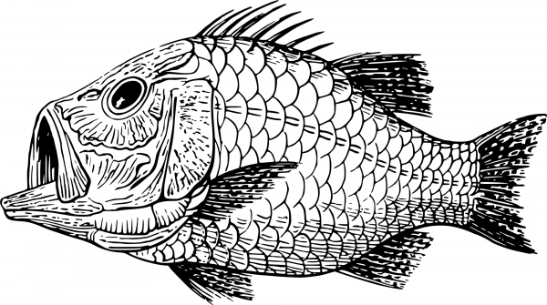 Vintage Cretaceous Fish coloring page image