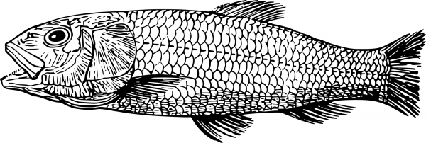 Vintage Cretaceous Fish coloring page image