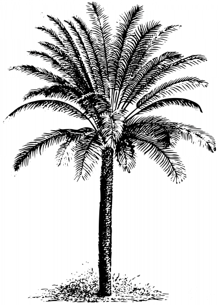 Vintage Cycad coloring page image
