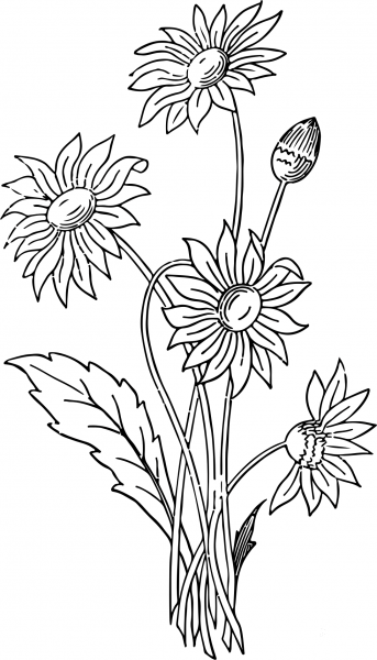 Vintage Daisies coloring page image
